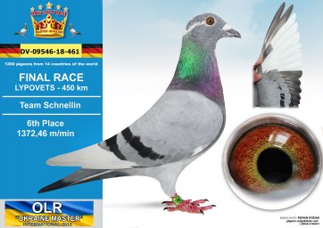 6. DV-09546-18-461
