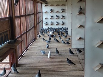 Збір голубів у Німеччині